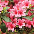 Azalea Pink Flower seeds for Planting Garden Favorite, Heirloom & GMO Free Seeds for Home Garden seeds for planting