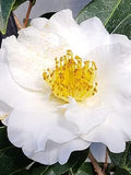 Yellow White Camellia Flower seeds for Planting Perfect for Borders, Heirloom & GMO Free Seeds for Home Garden seeds for planting