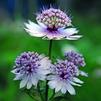 Blue Masterwort Flower seeds for Planting Wildflower Mix, Heirloom & GMO Free Seeds for Home Garden seeds for planting