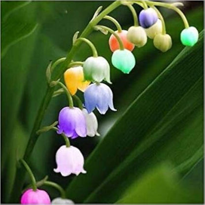 Bell Orchid Flower seeds for Planting - Perfect for Borders, Heirloom & GMO Free Seeds for Home Garden