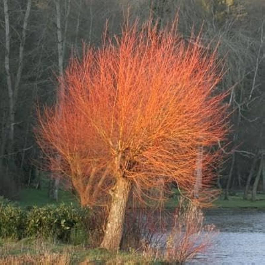 High quality Flame Willow Flower seeds for Planting Shade Tolerant, Heirloom & GMO Free Seeds for Home Garden seeds pack