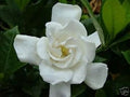 White Jasmine Flower seeds for Planting Drought Tolerant, Heirloom & GMO Free Seeds for Home Garden seeds for planting