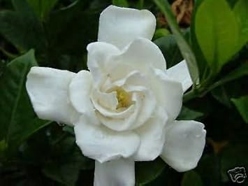 White Jasmine Flower seeds for Planting Drought Tolerant, Heirloom & GMO Free Seeds for Home Garden seeds for planting