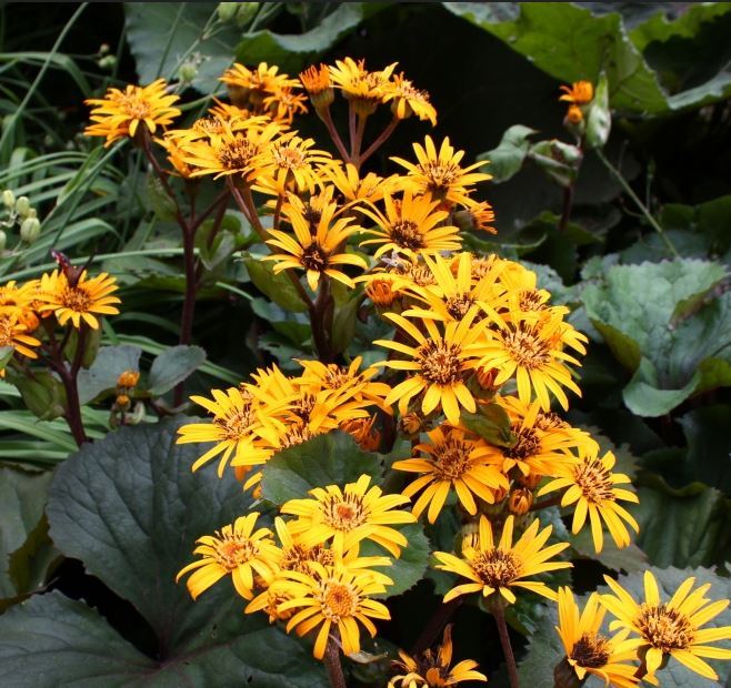 Ligularia Dentata Flower seeds for Planting - Garden Favorite, Heirloom & GMO Free Seeds for Home Garden