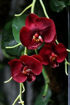 Maroon Phalaenopsis Orchid Flower seeds for Planting Vibrant Colors, Heirloom & GMO Free Seeds for Home Garden seeds for planting