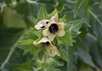 Cream Henbane Flower seeds for Planting Vibrant Colors, Heirloom & GMO Free Seeds for Home Garden seeds for planting