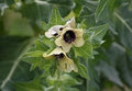 Cream Henbane Flower seeds for Planting Vibrant Colors, Heirloom & GMO Free Seeds for Home Garden seeds for planting