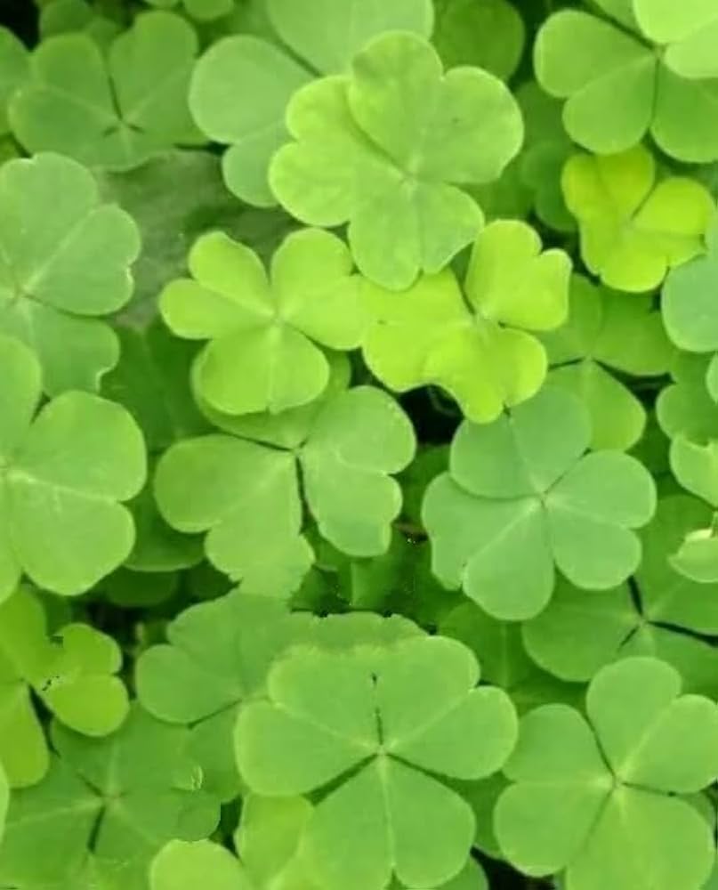 Premium Green Clover Flower seeds for Planting Shade Tolerant, Heirloom & GMO Free Seeds for Home Garden seeds