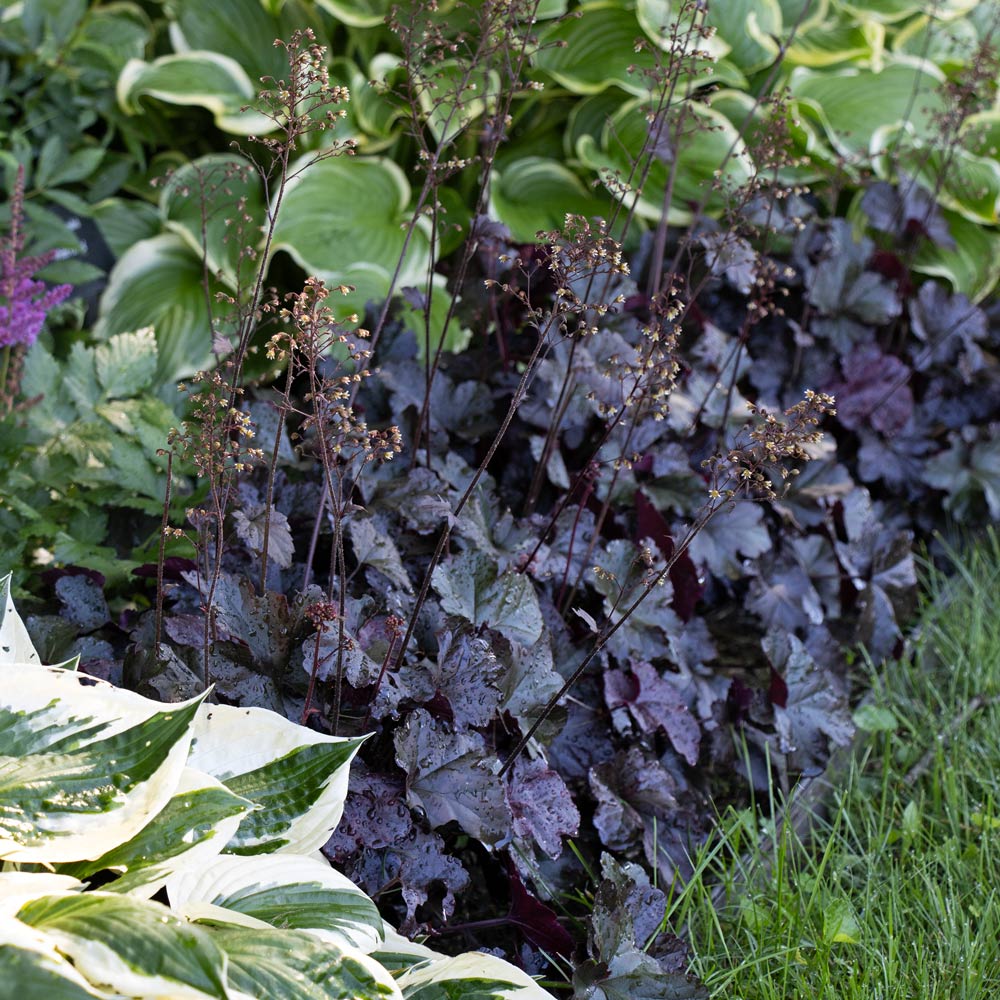 Black Obsidian Flower seeds for Planting Cottage Garden Essential, Heirloom & GMO Free Seeds for Home Garden seeds for planting
