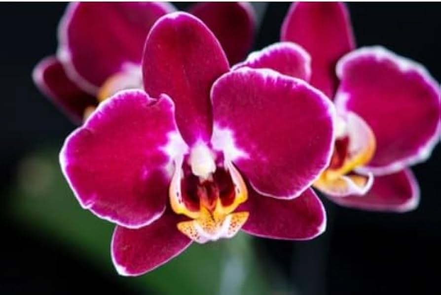 Maroon Phalaenopsis Orchid Flower seeds for Planting Vibrant Colors, Heirloom & GMO Free Seeds for Home Garden vegetable and garden seeds
