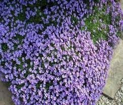 Aubrieta Cascade Flower seeds for Planting Seasonal Bloomer, Heirloom & GMO Free Seeds for Home Garden seeds for planting