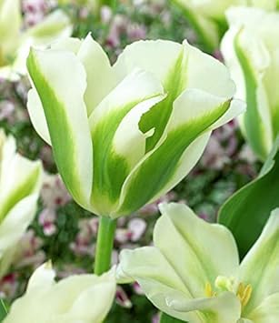 Tulip Green Flower seeds for Planting Perfect for Borders, Heirloom & GMO Free Seeds for Home Garden seeds for planting