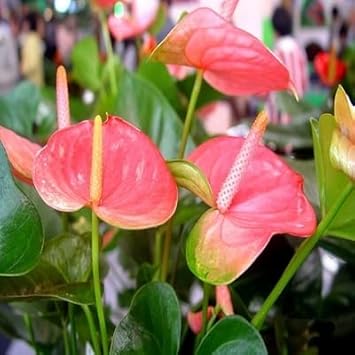 Pink Anthurium Seeds Flower seeds for Planting Drought Tolerant, Heirloom & GMO Free Seeds for Home Garden seeds for planting
