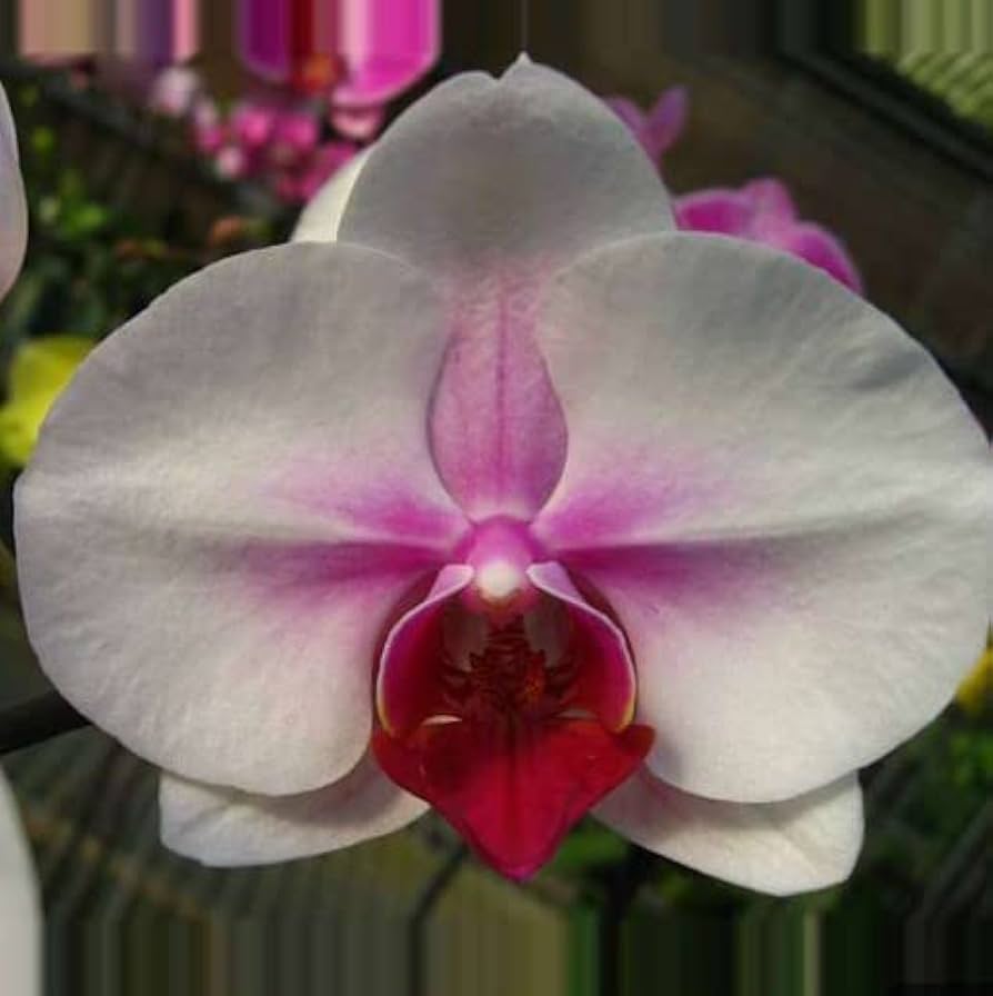 Phalaenopsis Orchid Flower seeds for Planting Seasonal Bloomer Heirloom & GMO Free Seeds for Home Garden