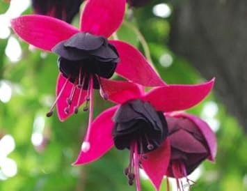 High quality Black Pink Fuchsia Flower seeds for Planting Garden Favorite, Heirloom & GMO Free Seeds for Home Garden seeds pack