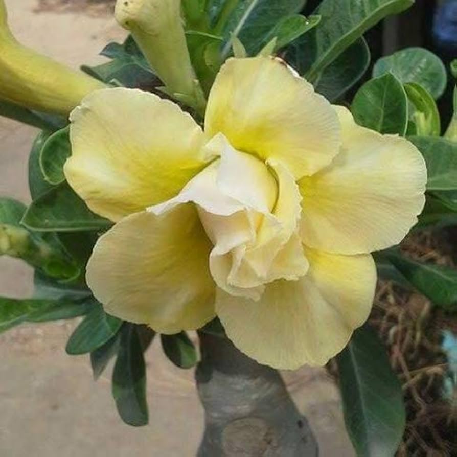 Light Yellow Adenium Obesum Seeds Flower seeds for Planting Easy to Grow Heirloom & GMO Free Seeds for Home Garden