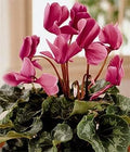 Pink Cyclamen Flower seeds for Planting Drought Tolerant, Heirloom & GMO Free Seeds for Home Garden seeds for planting