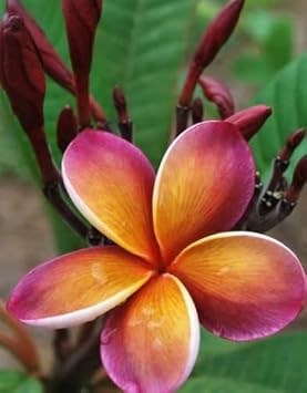 Purple Yellow Frangipani Flower seeds for Planting Compact Growth, Heirloom & GMO Free Seeds for Home Garden vegetable and garden seeds