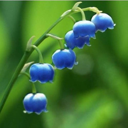Heirloom Orchid Ball Flower seeds for Planting Compact Growth Heirloom & GMO Free Seeds for Home Garden