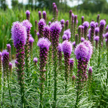 Liatris Flower seeds for Planting - Easy to Grow, Heirloom & GMO Free Seeds for Home Garden