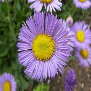 Lavender Erigeron Flower seeds for Planting Drought Tolerant, Heirloom & GMO Free Seeds for Home Garden seeds for planting
