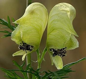 Light Green Aconitum Flower seeds for Planting Long Bloom Season, Heirloom & GMO Free Seeds for Home Garden seeds for planting