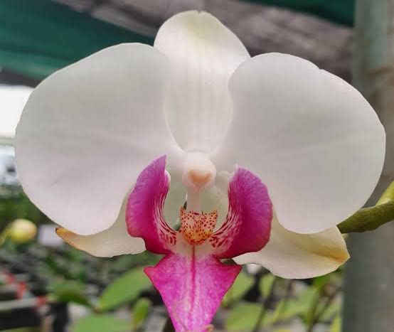 Premium Phalaenopsis White Pink Flower seeds for Planting Wildflower Mix, Heirloom & GMO Free Seeds for Home Garden Sale seeds