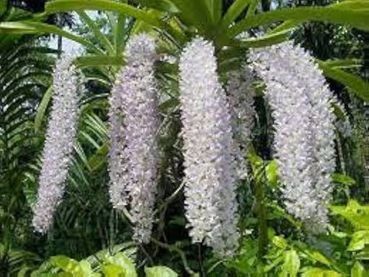Rhynchostylis Flower seeds for Planting Wildflower Mix Heirloom & GMO Free Seeds for Home Garden