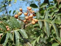 Brown Zanthoxylum Flower seeds for Planting Wildflower Mix, Heirloom & GMO Free Seeds for Home Garden Sale seeds for planting