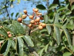 Brown Zanthoxylum Flower seeds for Planting Wildflower Mix, Heirloom & GMO Free Seeds for Home Garden Sale seeds for planting