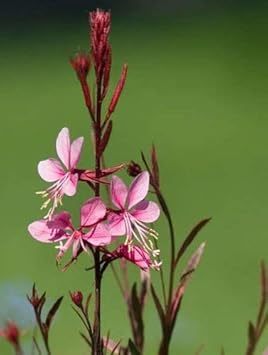 Pink Gaura Flower seeds for Planting Cottage Garden Essential, Heirloom & GMO Free Seeds for Home Garden seeds for planting