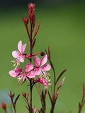 Pink Gaura Flower seeds for Planting Cottage Garden Essential, Heirloom & GMO Free Seeds for Home Garden seeds for planting