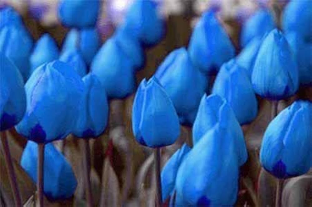 High quality Tulip Blue Flower seeds for Planting Hardy Variety, Heirloom & GMO Free Seeds for Home Garden seeds pack