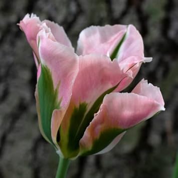 Green Pink Tulip Flower seeds for Planting Wildflower Mix, Heirloom & GMO Free Seeds for Home Garden seeds for planting
