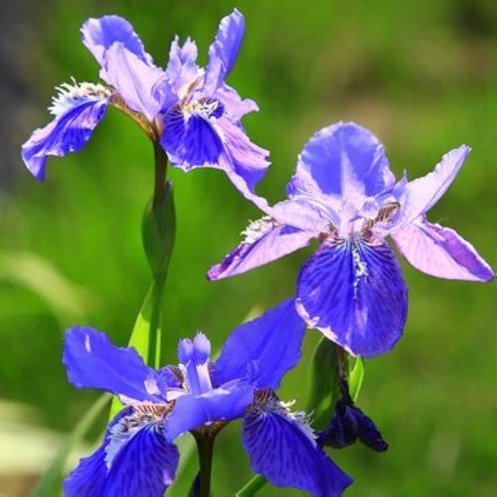 Iris Flower seeds for Planting - Premium Quality, Heirloom & GMO Free Seeds for Home Garden