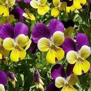 Mixed Viola Tricolor Flower seeds for Planting Hardy Variety, Heirloom & GMO Free Seeds for Home Garden seeds for planting