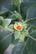 Orange Somnifera Flower seeds for Planting Bright Blooms, Heirloom & GMO Free Seeds for Home Garden seeds for planting