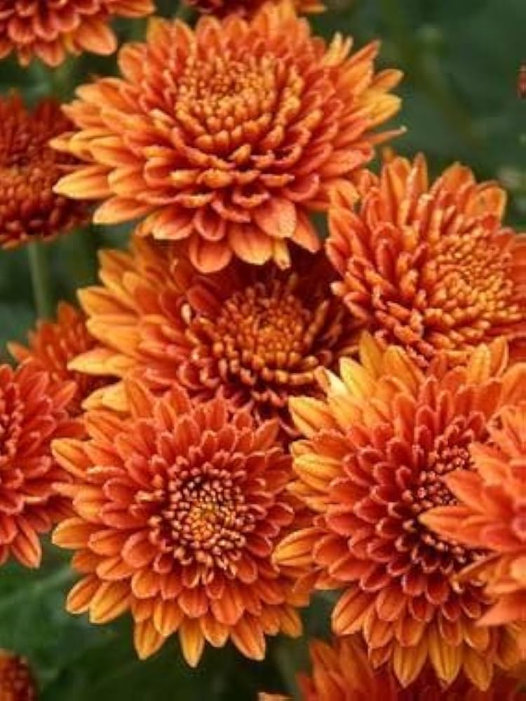 Orange Yellow Chrysanthemum Flower seeds for Planting Low Maintenance, Heirloom & GMO Free Seeds for Home Garden vegetable and garden seeds