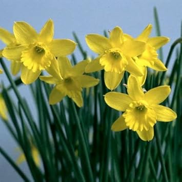 Light Yellow Narcissus Flower seeds for Planting Perfect for Borders, Heirloom & GMO Free Seeds for Home Garden seeds for planting