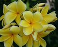 Frangipani Light Yellow Flower seeds for Planting Easy to Grow, Heirloom & GMO Free Seeds for Home Garden seeds for planting