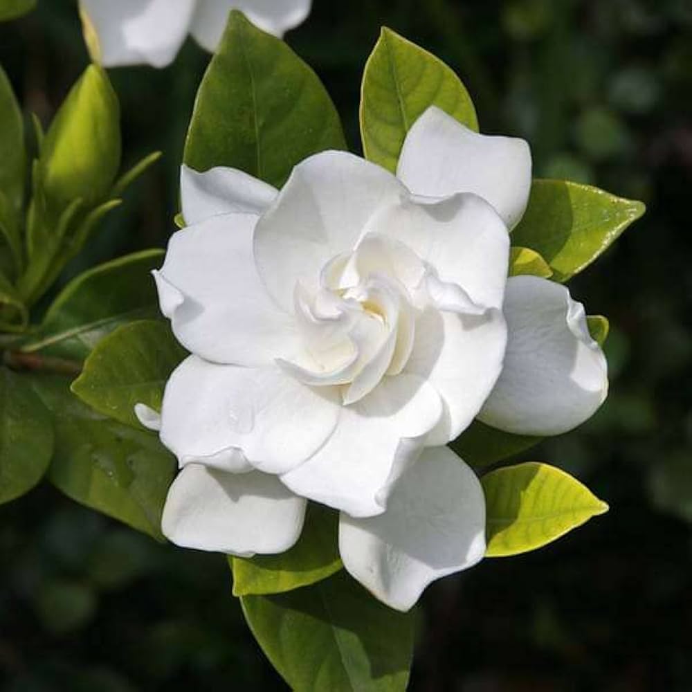 CAPE JASMINE Jasminiodes Fragrant White Shrub Flower seeds for Planting Low Maintenance, Heirloom & GMO Free Seeds for Home Garden vegetable and garden seeds
