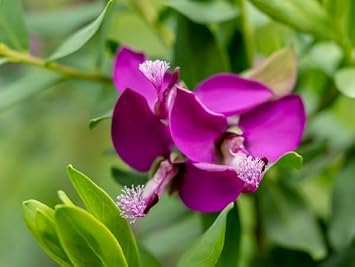 High quality Polygala Myrtifolia Flower seeds for Planting Hardy Variety, Heirloom & GMO Free Seeds for Home Garden seeds pack