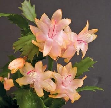 Zygocactus Peach Flower seeds for Planting Low Maintenance, Heirloom & GMO Free Seeds for Home Garden seeds for planting