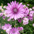 Lavender Xeranthemum Flower seeds for Planting Long Bloom Season, Heirloom & GMO Free Seeds for Home Garden seeds for planting
