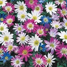 High quality Anemone Blanda Flower seeds for Planting Fragrant Blossoms, Heirloom & GMO Free Seeds for Home Garden seeds pack