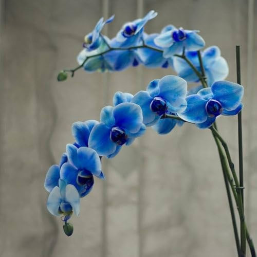 Blue Butterfly Orchid Flower seeds for Planting Hardy Variety, Heirloom & GMO Free Seeds for Home Garden seeds for planting