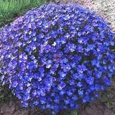 Aubrieta Perennial Flower seeds for Planting Garden Favorite, Heirloom & GMO Free Seeds for Home Garden seeds for planting