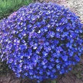 Aubrieta Perennial Flower seeds for Planting Garden Favorite, Heirloom & GMO Free Seeds for Home Garden seeds for planting