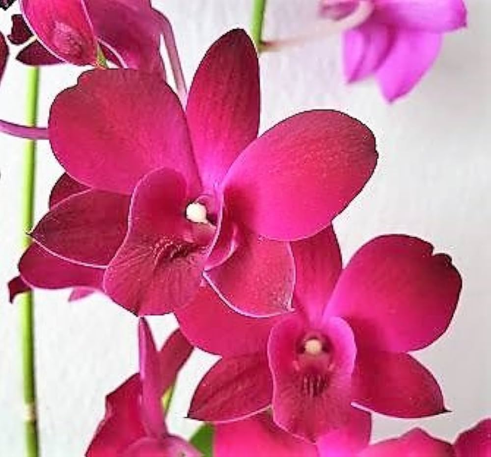 Red Butterfly Orchid Flower seeds for Planting Bright Blooms, Heirloom & GMO Free Seeds for Home Garden seeds for planting