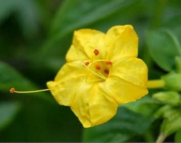 Yellow Huang Moli Flower seeds for Planting Cut Flower Favorite, Heirloom & GMO Free Seeds for Home Garden vegetable and garden seeds